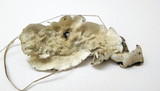 Byssomerulius corium image