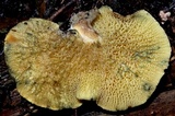 Boletinellus exiguus image