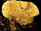 Boletinellus exiguus image