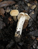 Hygrocybe pratensis image