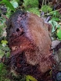 Fomitiporia tsugina image