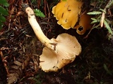 Cantharellus formosus image