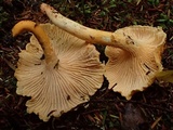 Cantharellus formosus image