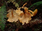 Cantharellus formosus image
