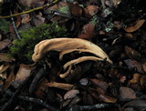 Clavariadelphus occidentalis image