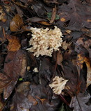 Clavulina coralloides image