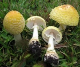 Amanita muscaria f. guessowii image