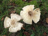Amanita muscaria f. guessowii image