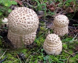 Amanita muscaria var. alba image