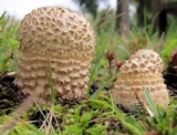 Amanita muscaria var. alba image