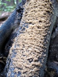 Scorias spongiosa image