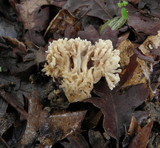 Clavulina coralloides image