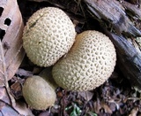 Pseudoboletus parasiticus image