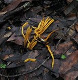 Clavulinopsis laeticolor image