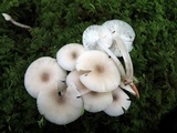 Clitocybula abundans image