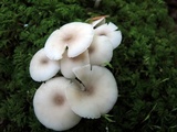 Clitocybula abundans image
