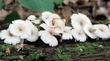 Clitocybula abundans image
