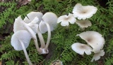 Clitocybula abundans image