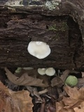 Crepidotus applanatus image