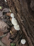 Crepidotus applanatus image