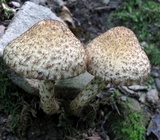 Lacrymaria echiniceps image