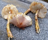 Leucoagaricus americanus image