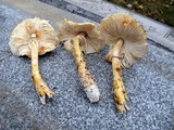 Leucoagaricus americanus image