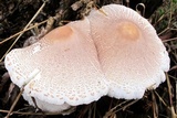 Leucoagaricus americanus image