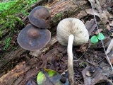 Agrocybe firma image