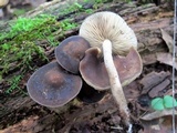 Agrocybe firma image