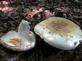 Russula compacta image