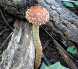 Leratiomyces squamosus var. thraustus image