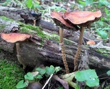 Leratiomyces squamosus var. thraustus image