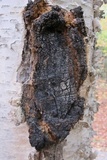 Inonotus obliquus image