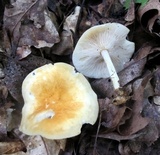 Marasmius strictipes image