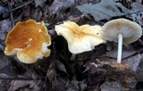 Marasmius strictipes image