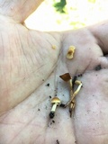 Conocybe rugosa image