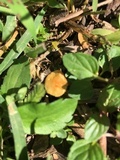 Conocybe rugosa image