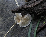 Crepidotus crocophyllus image