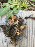 Conocybe rugosa image