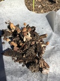 Conocybe rugosa image