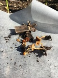 Conocybe rugosa image