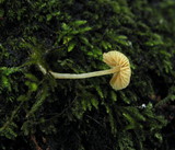 Galerina clavata image