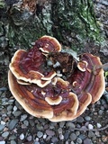 Ganoderma sessile image