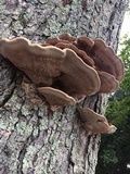 Ganoderma sessile image
