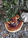 Ganoderma sessile image
