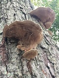 Ganoderma sessile image
