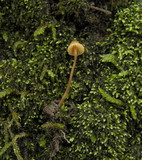 Galerina vittiformis image