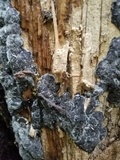 Biscogniauxia atropunctata image