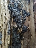 Biscogniauxia atropunctata image